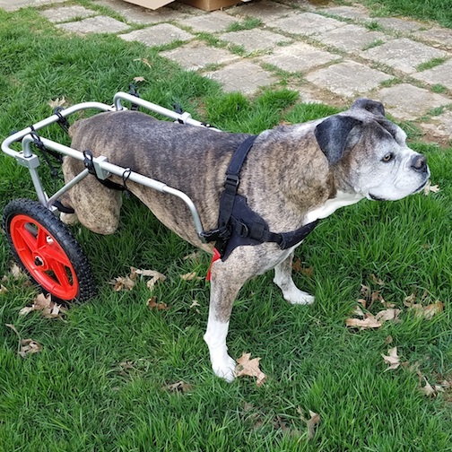 Axl: Disabled Dog